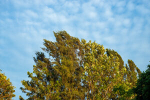 Varese: Arriva il vento, ARPA: “Raffiche fino a 70 km/h”