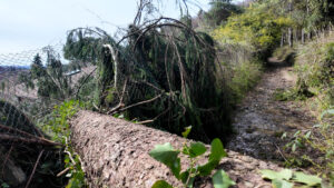 Varese: Via Francisca, alberi pericolanti sul sentiero