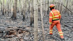 Gallarate: Boschi bruciati come 47 campi di calcio