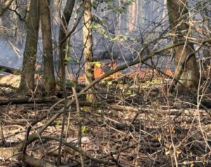 Gallarate: I boschi a Crenna “fumano”, intervento difficile