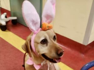 Busto: Scodinzoland, Pasqua speciale in ASST Valle Olona