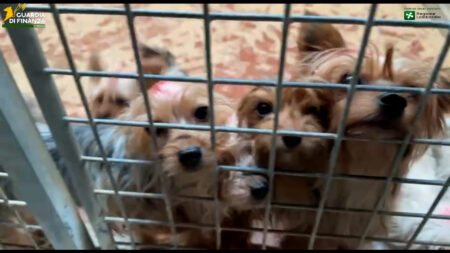 Brusimpiano: Scoperto "lager dei cagnolini", due denunce