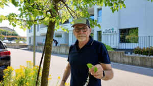 Varese: Parassita degli alberi, Zanzi boccia San Martino
