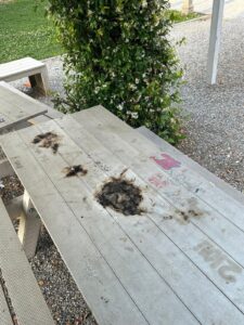 Casorate: Giovani vandali bruciano il tavolo da ping pong