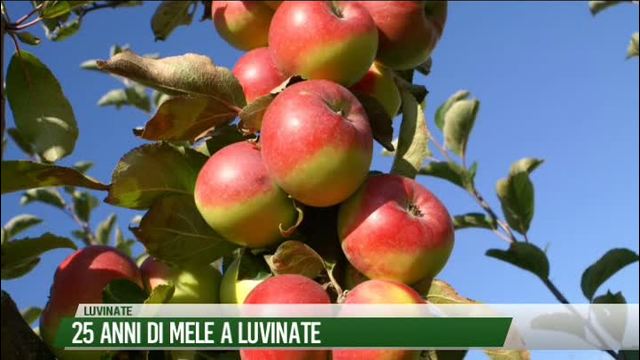 25 anni di mele a Luvinate