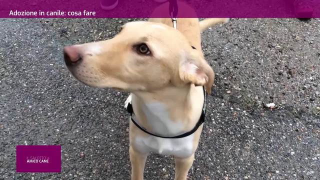 Adozione in canile, cosa fare?