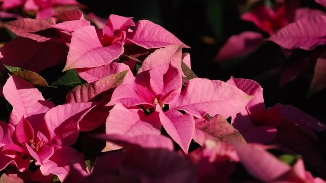 Al MAC in Fondazione Minoprio e i prossimi Open Day per le future iscrizioni scolastiche