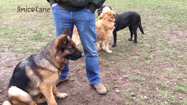 Aree cani, istruzione per l'uso