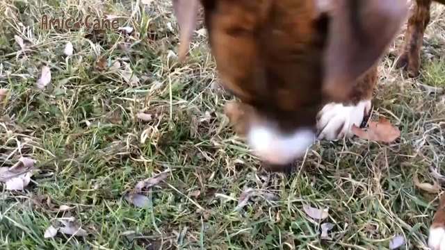 Attenzione alle polpette avvelenate