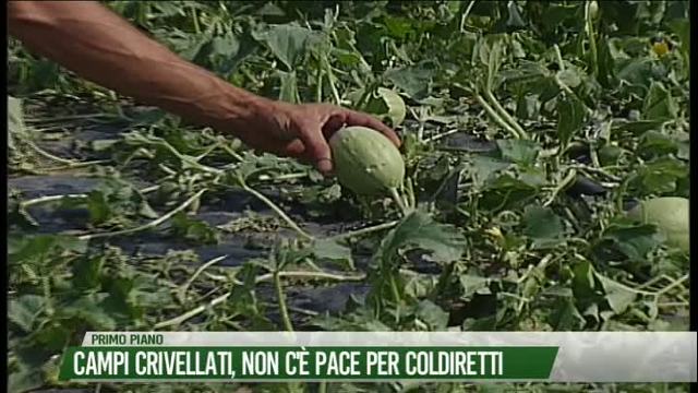 Campi crivellati, non c'è pace per Coldiretti