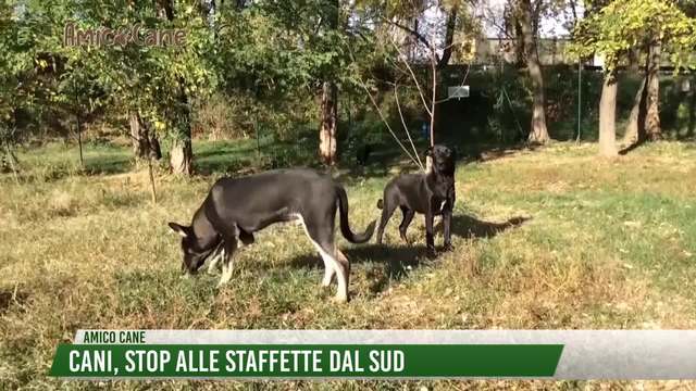 Cani, stop alle staffette dal sud