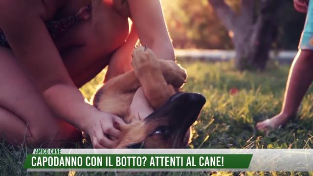 Capodanno con il botto? Attenti al cane!