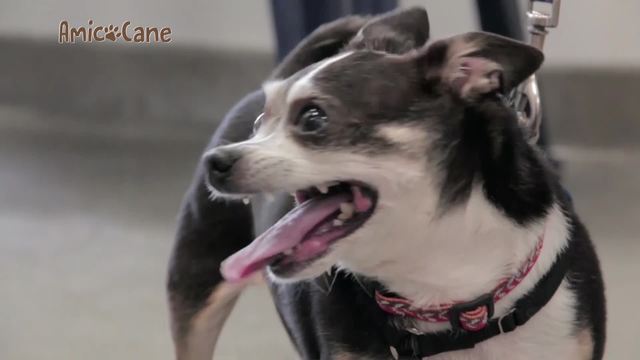 Chiedi(ti) se sono felice