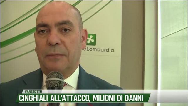 Cinghiali all'attacco,
milioni di danni