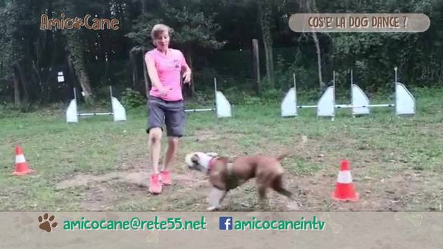 Conosciamo meglio i Terrier di tipo Bull