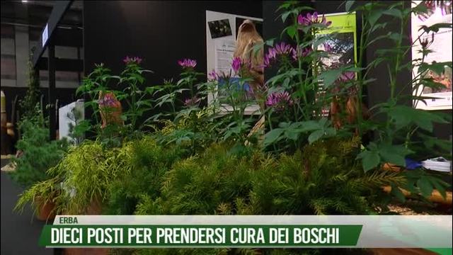 Dieci posti per prendersi cura dei boschi