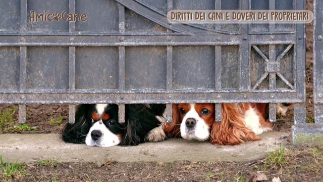 Diritti e doveri di cani e proprietari
