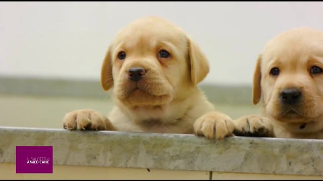 Due occhi per chi non vede