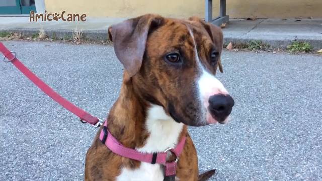 Giocando s'impara..a comportarsi meglio