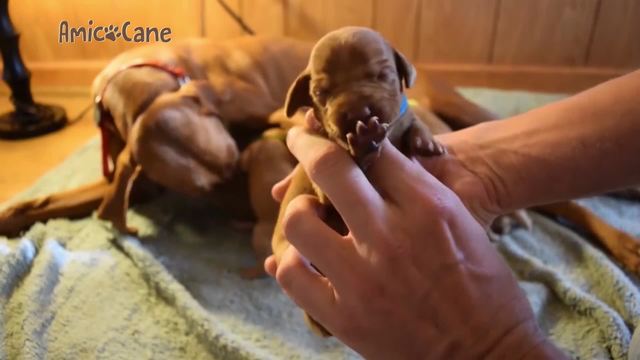 Cuccioli e mamma al sicuro