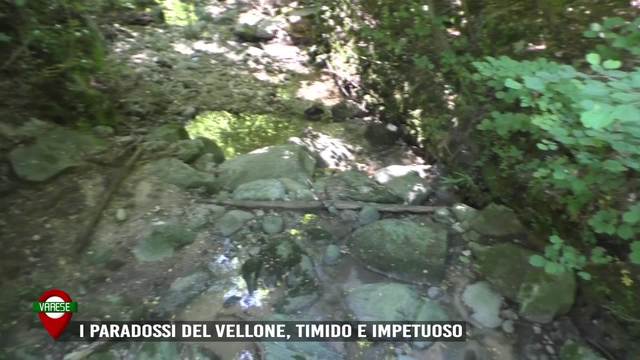 I paradossi del Vellone, timido e impetuoso