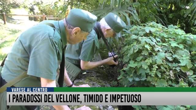I paradossi del Vellone, timido e impetuoso