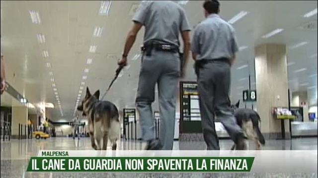 Il cane da guardia non spaventa la Finanza