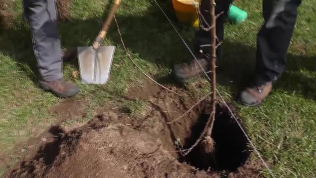Il tecnico forestale: una nuova figura formativa in Fondazione Minoprio.