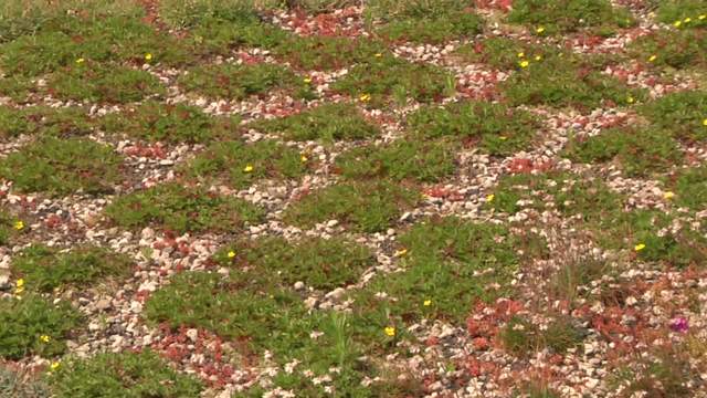 In Fondazione Minoprio un giardino sul tetto!