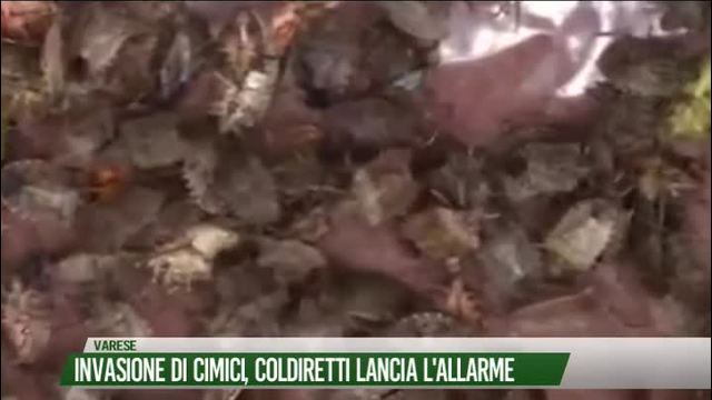 Invasione di cimici,
Coldiretti lancia l'allarme