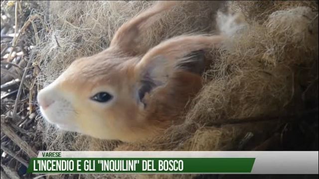 L'incendio e gli "inquilini" del bosco