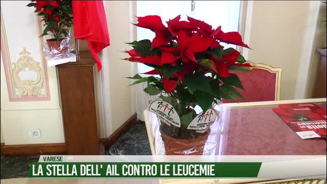 La stella dell'AIL contro le leucemie