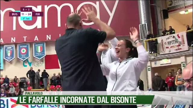 Le farfalle incornate del Bisonte