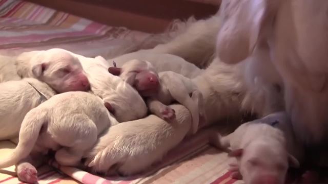 Mamma e cucciolata al sicuro