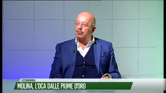 Molina, l'oca dalle piume d'oro