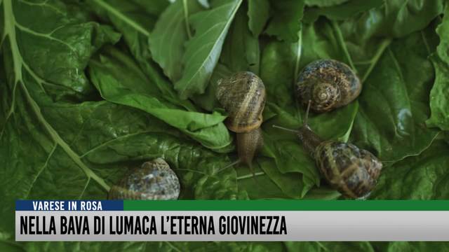 Nella bava di lumaca
l'eterna giovinezza