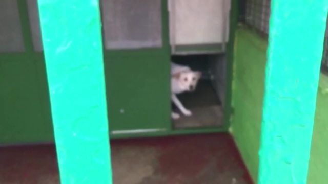 Perchè molti cani diventano fobici?