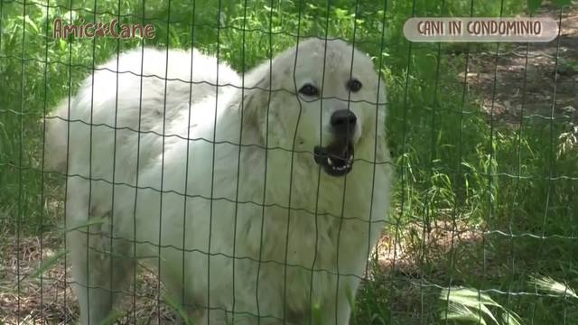 Regole di condominio..e di buonsenso