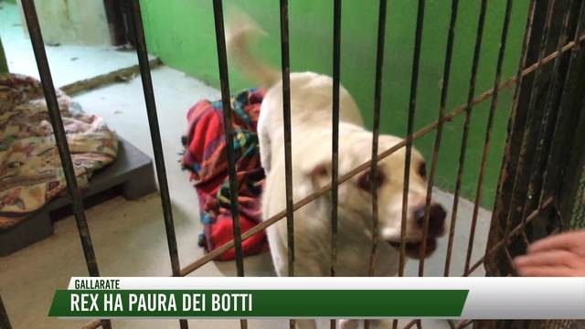 Rex ha paura dei botti