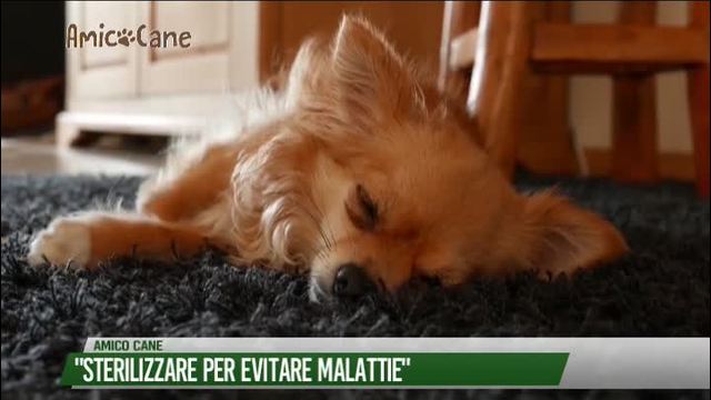 "Sterilizzare per evitare malattie"