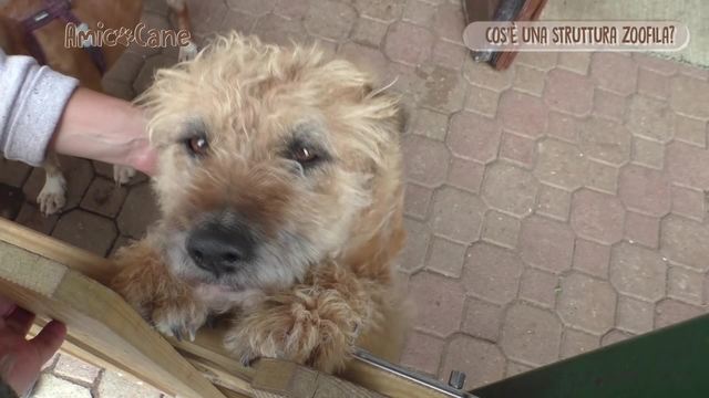 Strutture zoofile e cani difficili