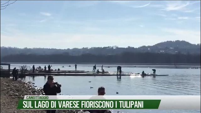 Sul lago di Varese fioriscono i tulipani