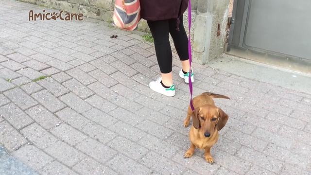 Test Dna feci per multare padroni maleducati