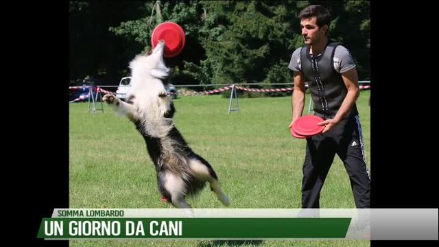 Un giorno da cani