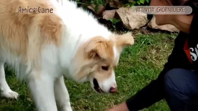 Una "giornata tipo" con Fido, bisogni primari e attività