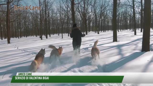 Vacanze invernali con Fido