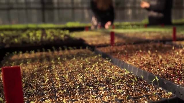 Visite guidate al Parco della Fondazione con esperti botanici.